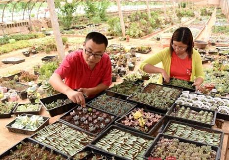 办公室在花房 产品网上走俏 大学生夫妻回乡创