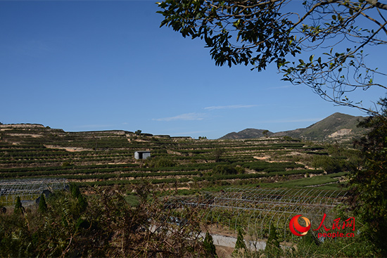 軍營村的茶葉梯田（人民網黃玉琦 攝）
