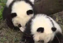重庆动物园双胞胎大熊猫首次与游客见面,园方希望网友为它们起一个有特色的名字.［阅读］