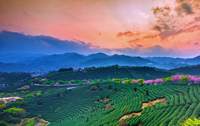 图说中国:福建漳平樱花茶园美如画