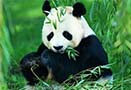 ��Щ��ϧ����һ�ȱ�����������죬������ϡ���ﱣ���գ����ػ����ǣ������಻�µ������Ķ���