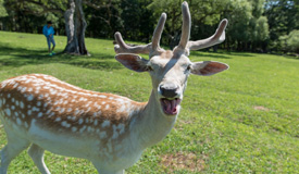 Ȼ