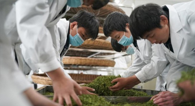 课堂开在茶山上