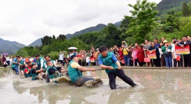 湖北秭歸：農活競技歡樂多