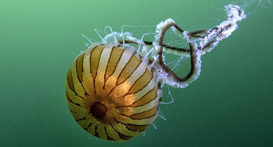 ¼ƬƬĵˮĸ