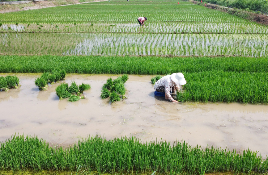河南洛阳：黄河滩地插秧忙