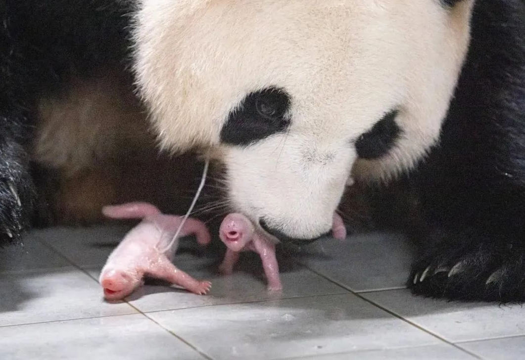 7月7日，大熊猫“爱宝”顺利产下一对雌性双胞胎幼崽。（图片来源：中国驻韩国大使馆微信公众号）