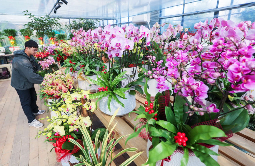 年宵花开启销售旺季 五彩花卉扮靓新年