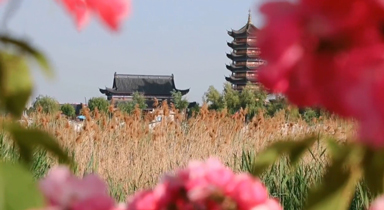 山东泰安：初夏东平湖 景色如画