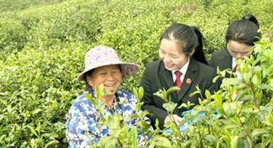 普法进茶园 司法护茶香