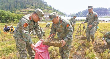 浙江磐安：民兵帮助药农采收中药材