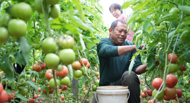 山东定陶：冬日大棚蔬菜生产忙