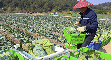 广西梧州：冬菜丰收采摘忙