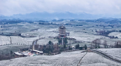 雪后茶海
