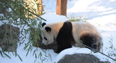 雪中展身手 旅美熊猫“显功夫”