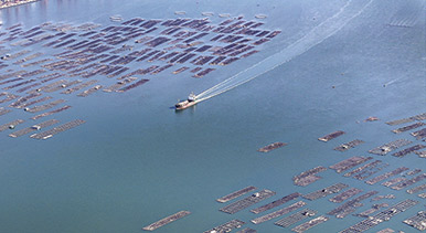 广西钦州：海洋牧场 冬景如画