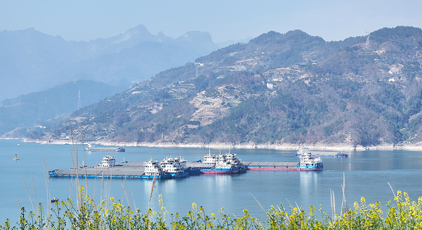 湖北秭归：峡江春来早
