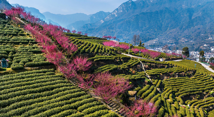 湖北秭归：茶园里梅花开