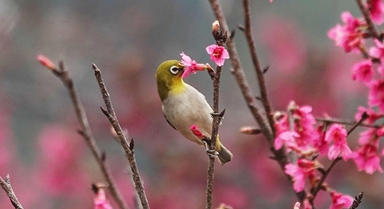 广西南宁：小鸟“戏”花春意闹