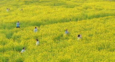 厦门：油菜花海醉游人