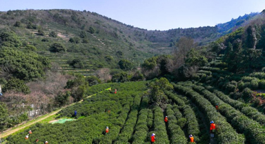 苏州洞庭山：碧螺春茶迎来采摘期