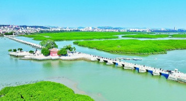 古桥红树共潮生