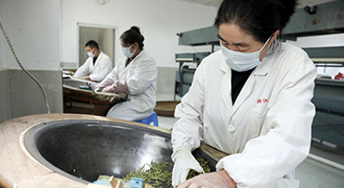 浙江桐庐：茶厂赶制明前茶
