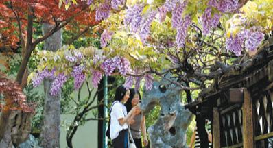 园林藏春光 花窗两相宜