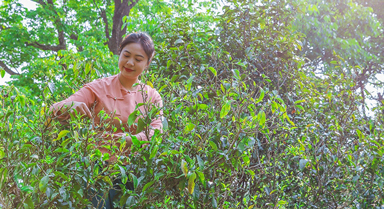 云南：景迈山千年万亩春茶迎来开采季