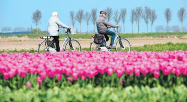 荷兰迎来郁金香花季