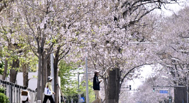 北京亦庄：泡桐大道花盛开