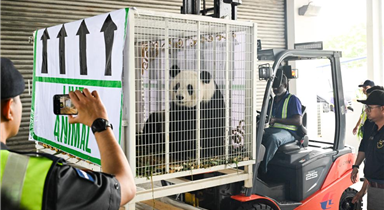 马来西亚民众依依惜别大熊猫启程归国