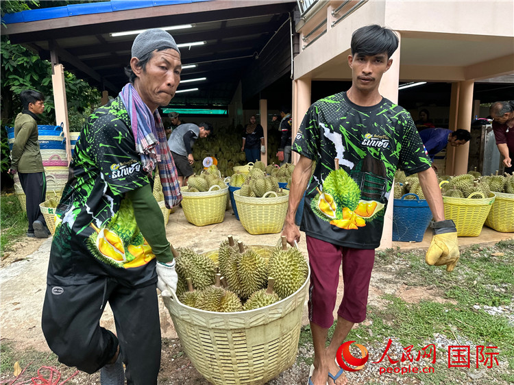 筛选好的榴莲准备装车运输到工厂。人民网记者 简承渊摄 筛选好的榴莲准备装车运输到工厂。人民网记者 简承渊摄