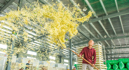 江苏宿迁：金银花产业助增收