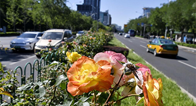 月季花扮靓北京道路