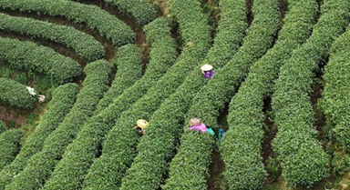 湖南通道：夏日采茶忙