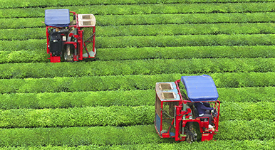 江西泰和：機器採茶效率高