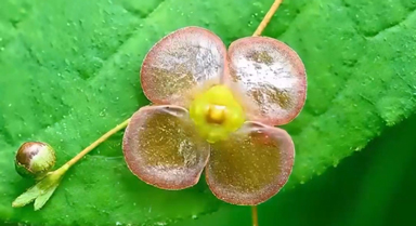 瘤枝衛矛：全身“珠光寶氣”的植物