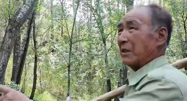 74岁老人43年造林3000亩