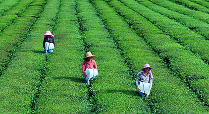 江西泰和：茶园施肥管护