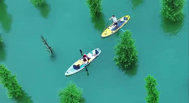 盛夏重庆的水上森林如翡翠秘境