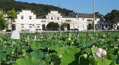 赏荷经济带动乡村游
