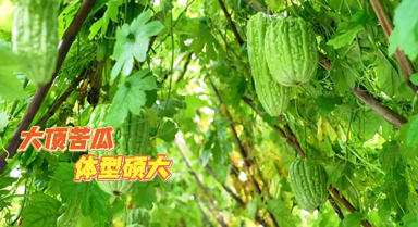 夏季宜吃“苦” 大頂苦瓜喜獲豐收