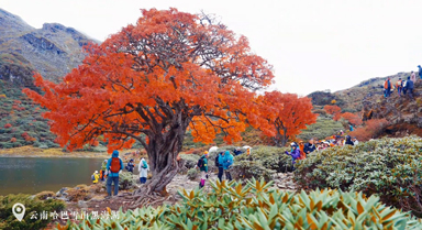 云南哈巴雪山深处 野花楸树换上红装