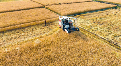 山西左权:水稻喜获丰收