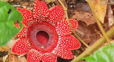 珍稀寄生花现身云南 绽放短暂绚烂