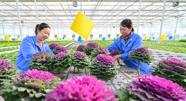 新疆昌吉：智慧农业促发展