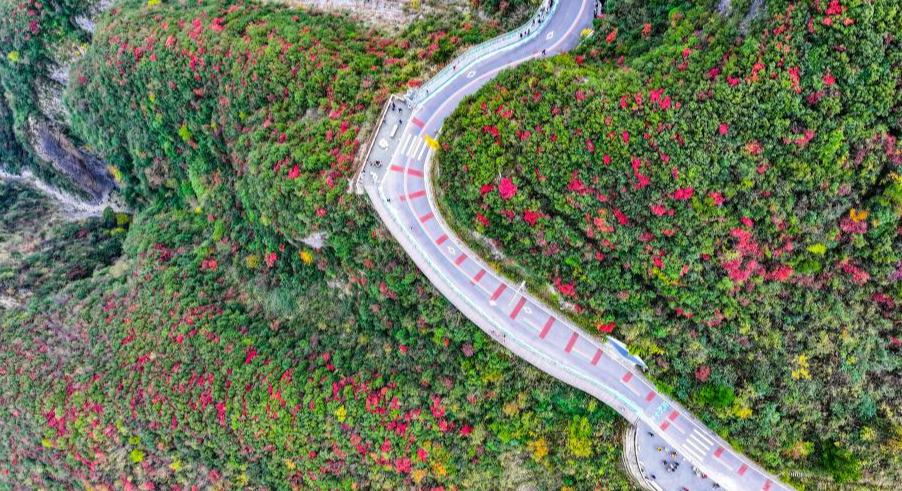 紅葉扮靚長江巫峽