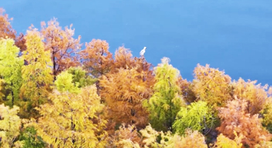 初冬洱海畔 水清杉紅美如畫