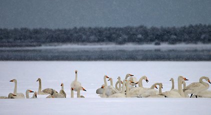 山东荣成：天鹅浴雪